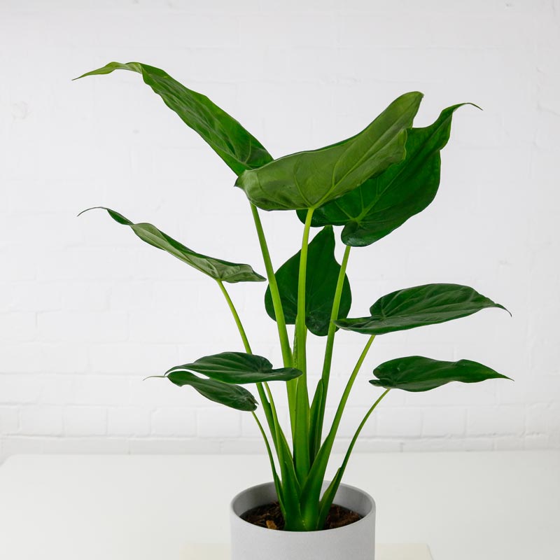 Buy Alocasia Cucullata Buddha Palm Plant OxyPlants