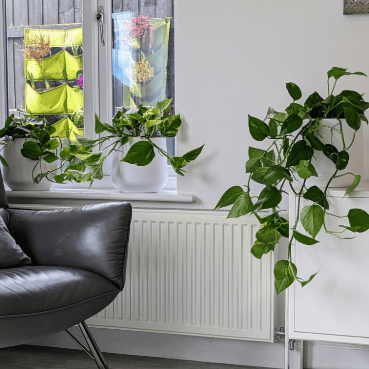 Indoor Hanging Plant Set Buy Trailing Plants OxyPlants