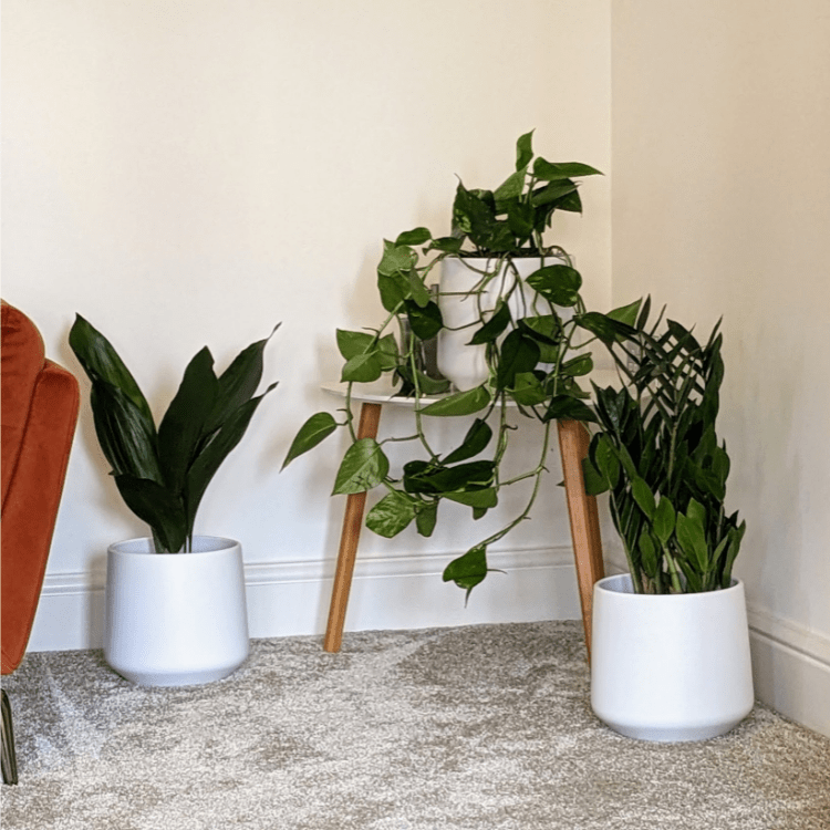 Easy Care Plant Set House Plant Bundle OxyPlants