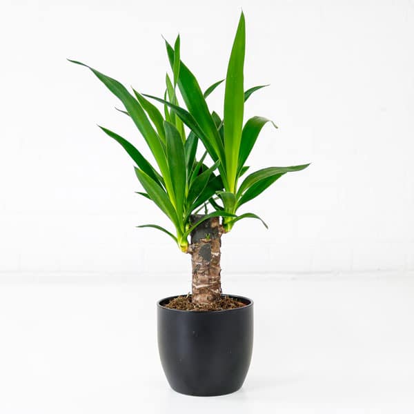 Best Cheap House Plants to Buy Online Under £20 Plants