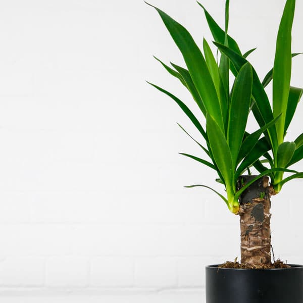 Are Yucca Plants Poisonous To Dogs