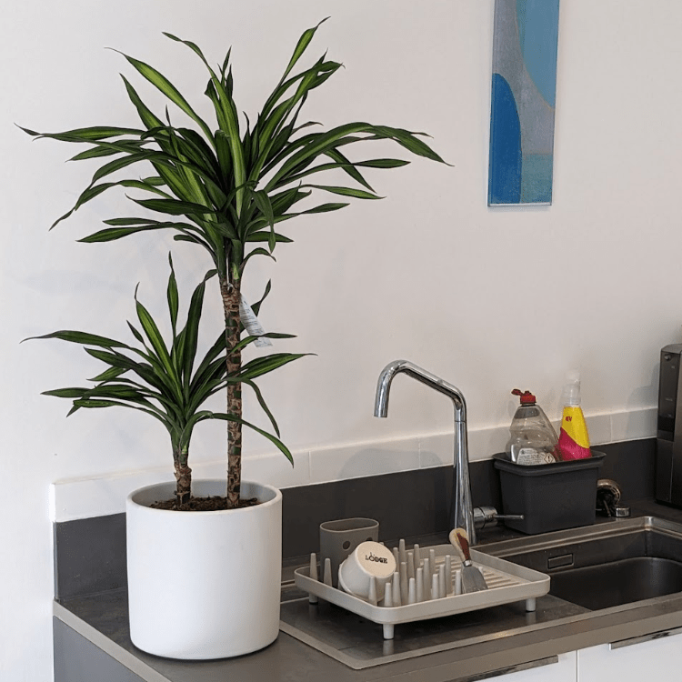 Dracaena Riki & Pot Buy Indoor Plants UK OxyPlants
