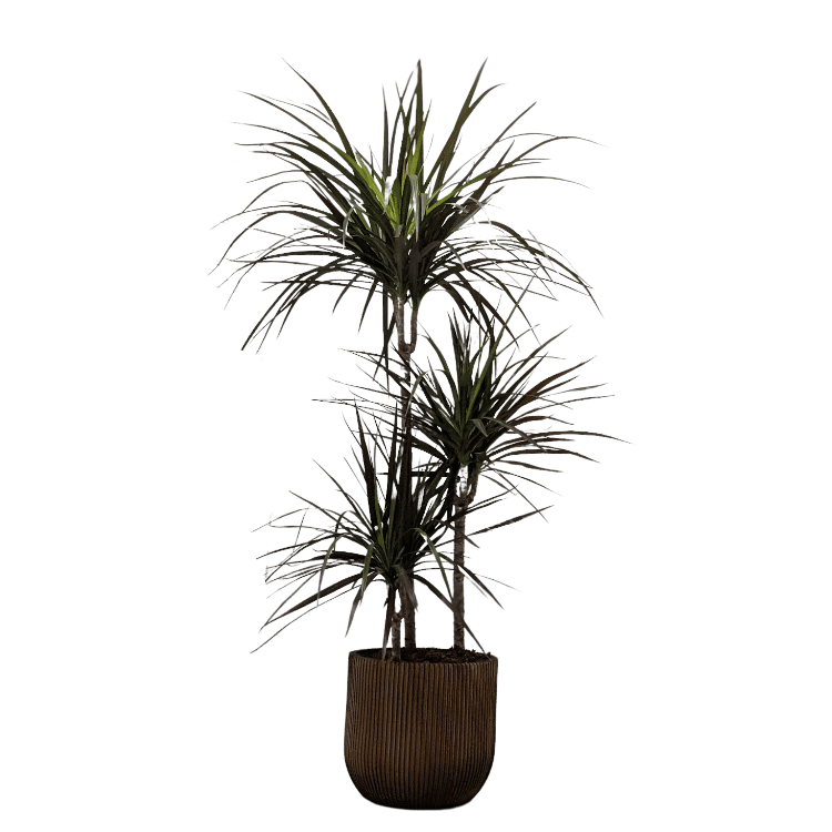 Dragon Tree & Pot OxyPlants