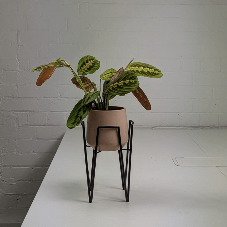 Prayer Plant Pot and Stand Indoor Plant Bundles OxyPlants