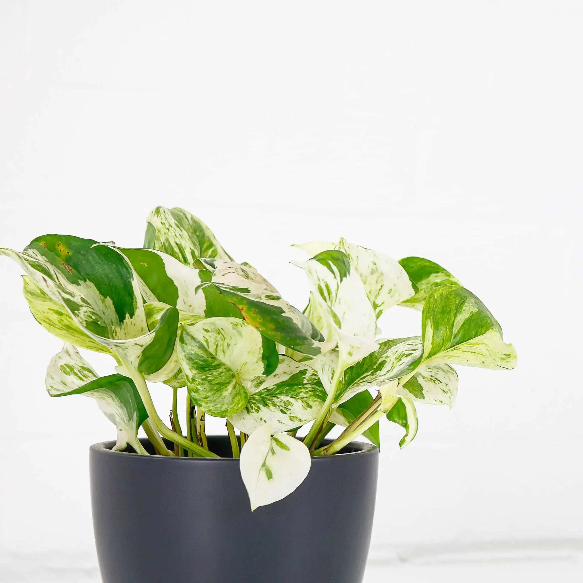 Best Cheap House Plants to Buy Online Under £20 Plants