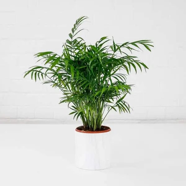 Best Cheap House Plants to Buy Online Under £20 Plants