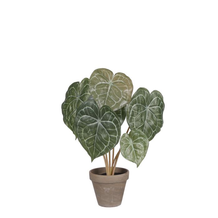 Artificial Peperomia Plant Buy Fake Plants UK OxyPlants