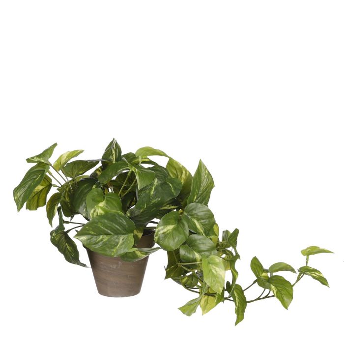 Artificial Pothos Plant OxyPlants