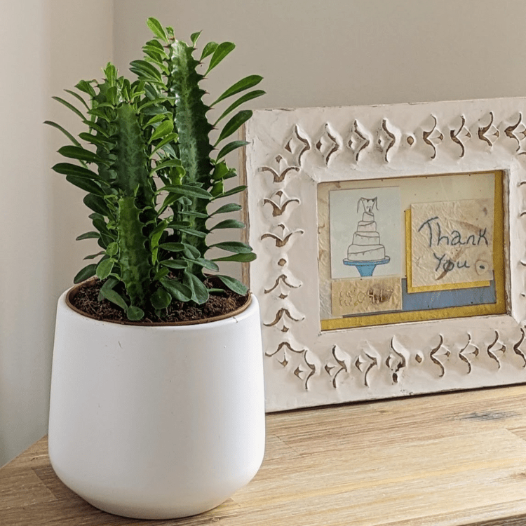 Cathedral Cactus Buy Indoor Plants UK OxyPlants