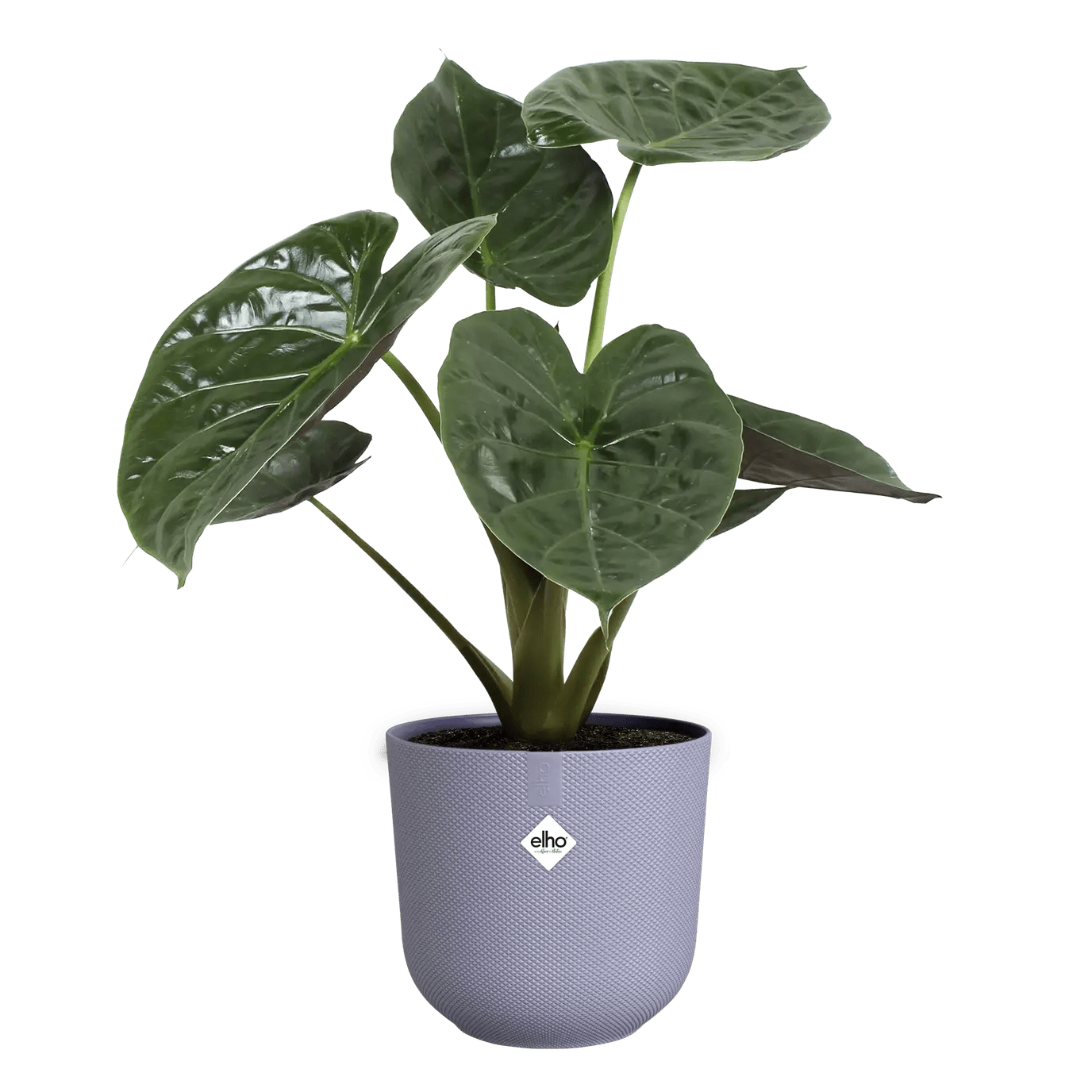 Elho Jazz Elho Plant Pots Buy Plant Pots UK