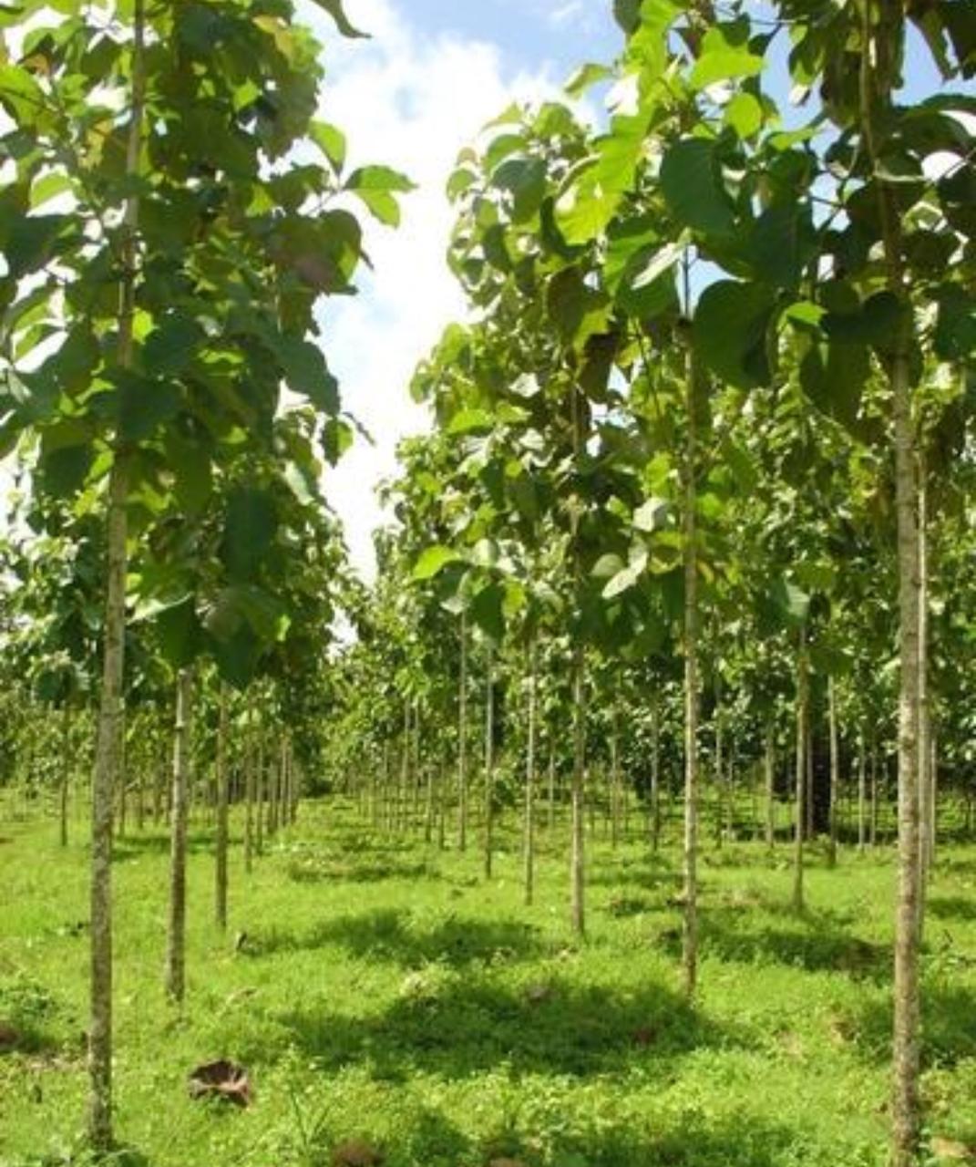 6 Month Growth of Teak Plantation Oxygreen Agrotech