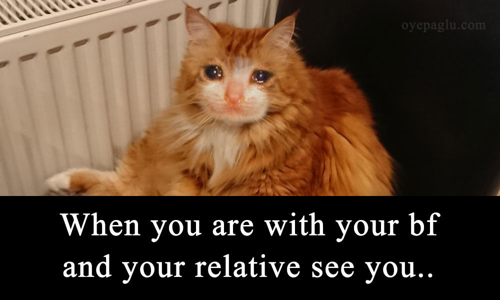 50+ Crying Cat Meme Free Download