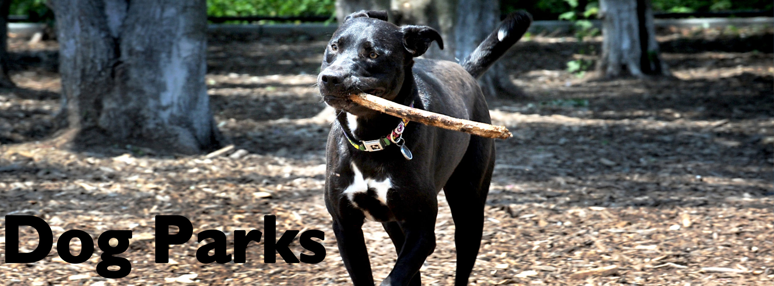 Dog Parks Town of Oyster Bay