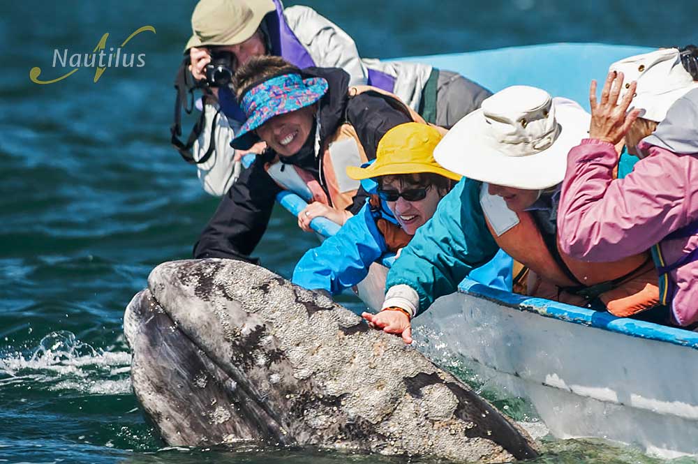 San Ignacio Lagoon Whale Watching Oyster Diving Trips