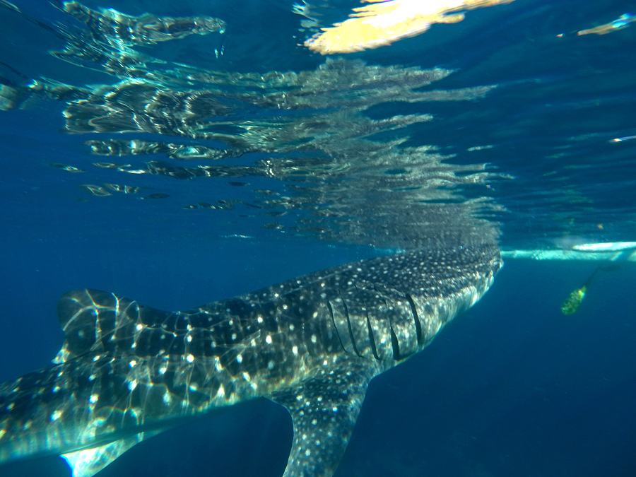 Diving in the Philippines Learn to Dive in the World’s Best Dive Location