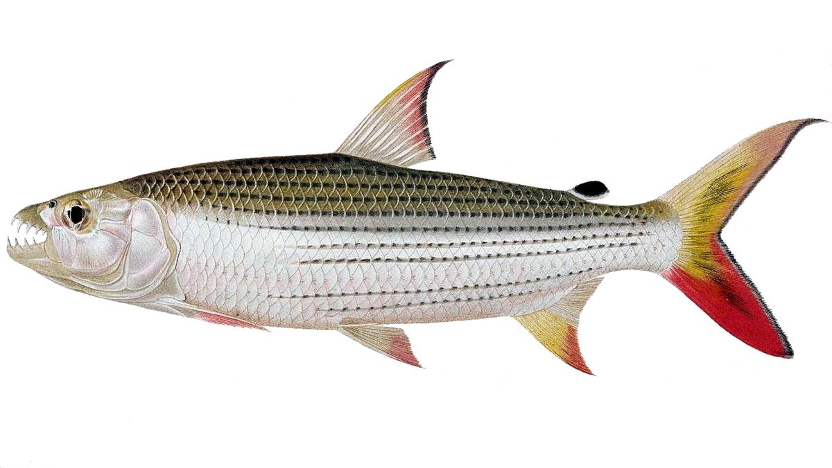 The Top 10 Most Dangerous Fish in the World Scuba Divers Be Aware!