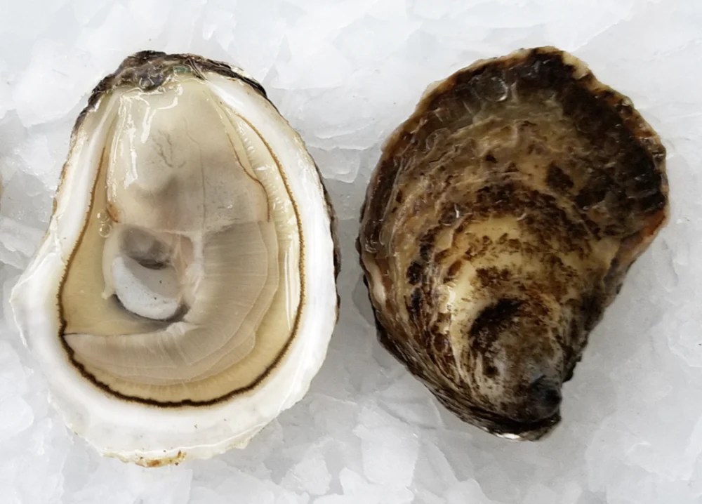 Irish Point Oysters The Oyster Encyclopedia