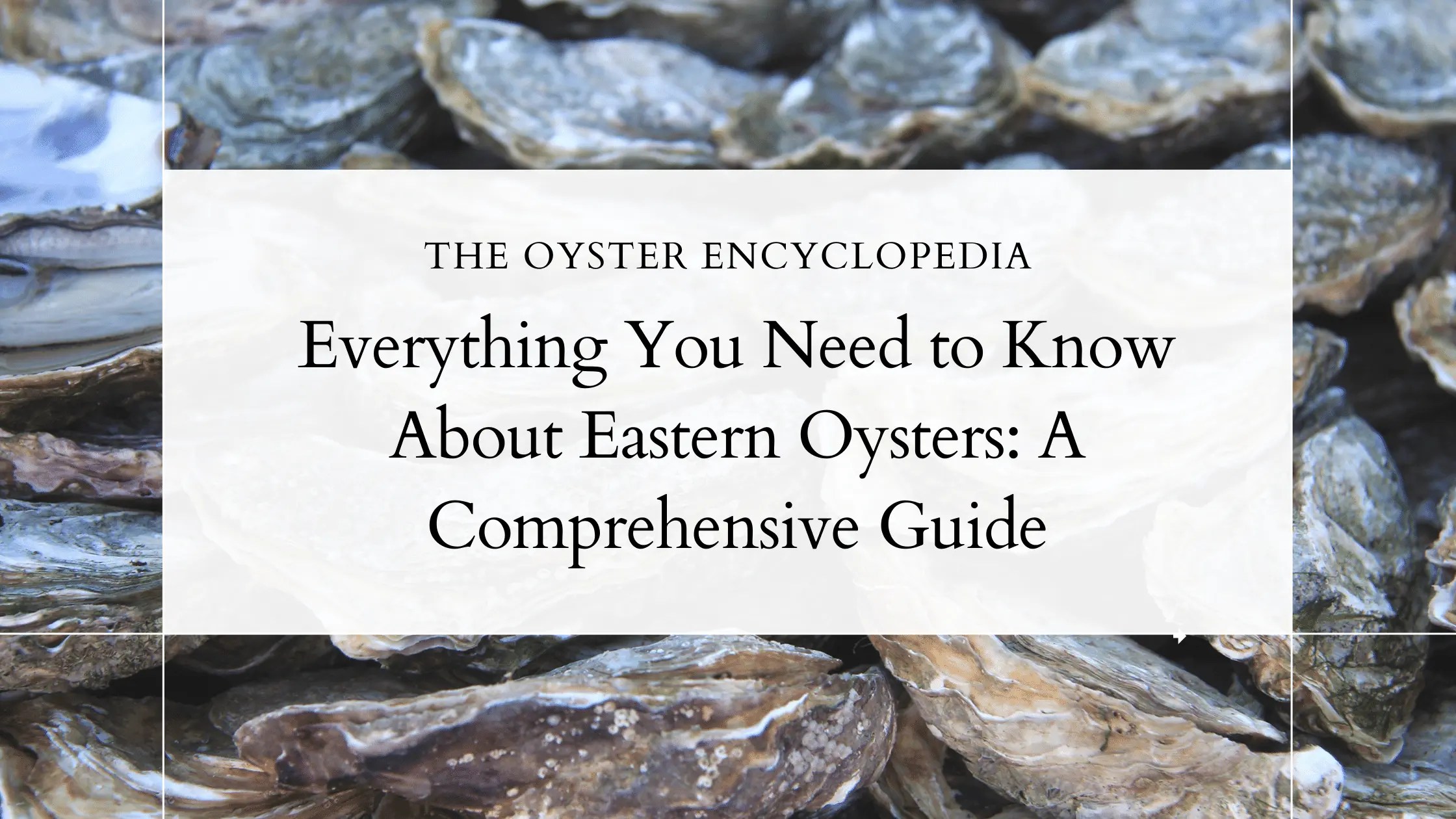 Everything You Need to Know About Eastern Oysters A Comprehensive