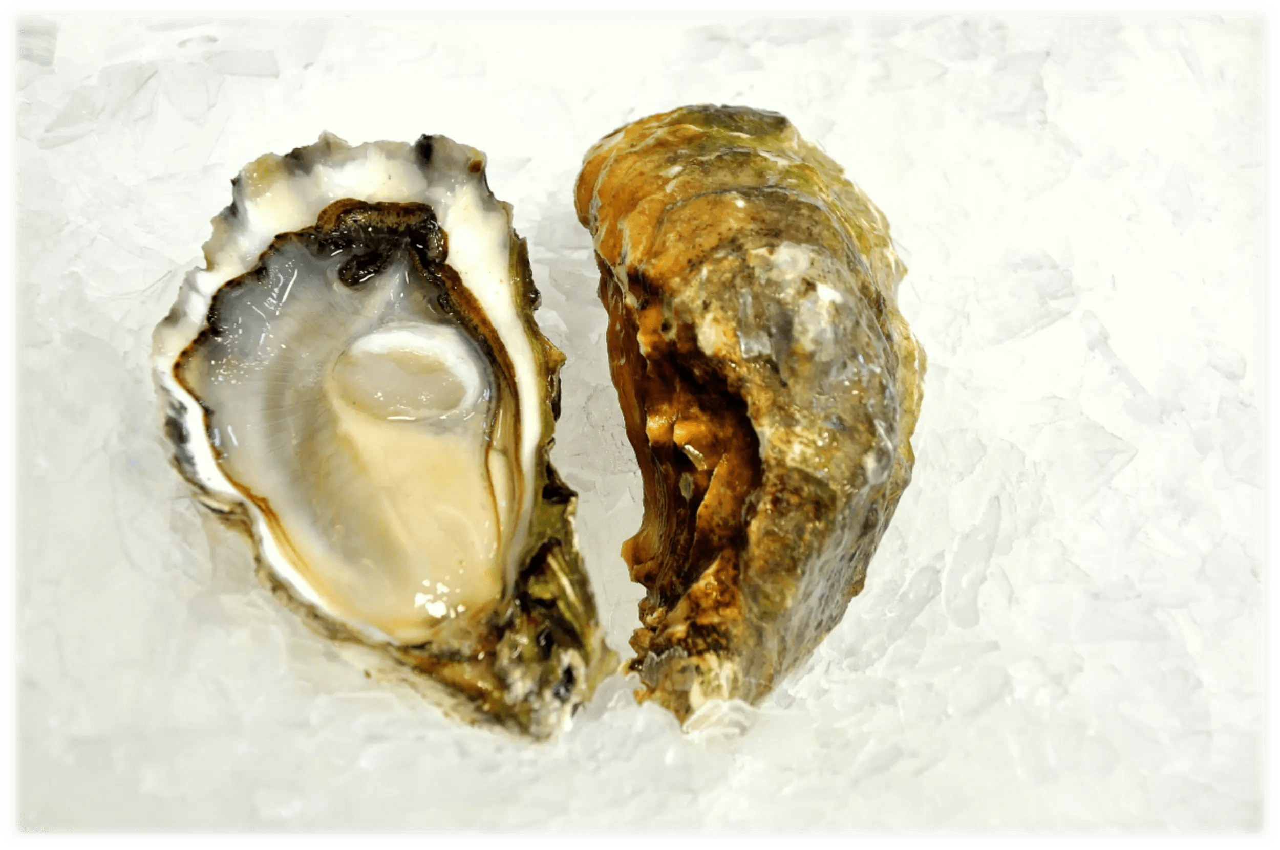 Dabob Bay Oysters The Oyster Encyclopedia