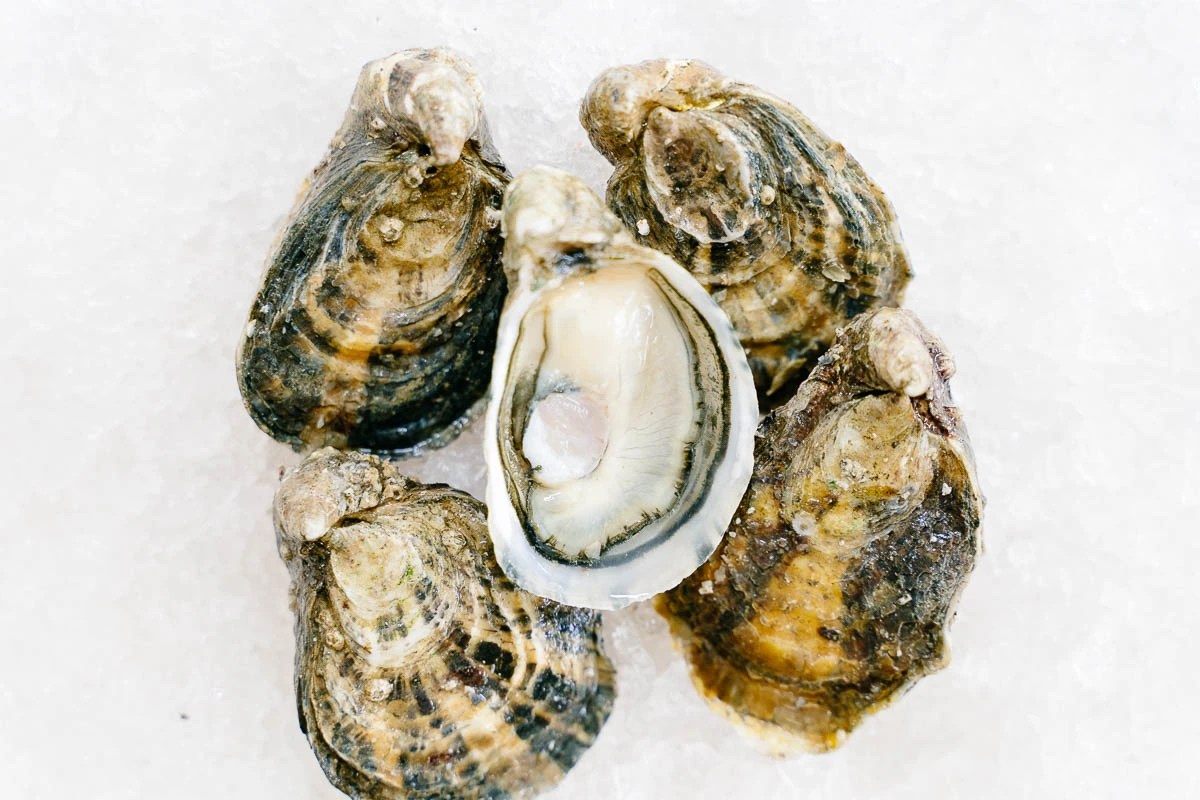 Fat Bastard Oysters The Oyster Encyclopedia