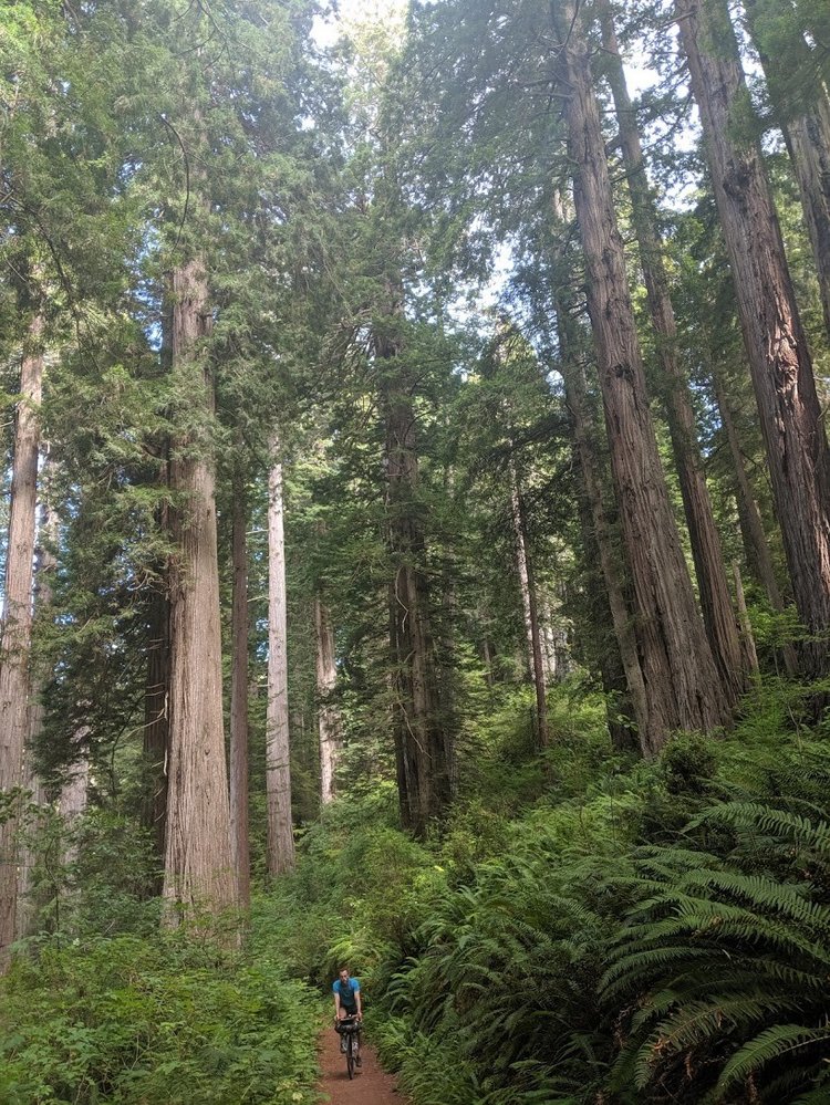 The Problem with Synthetic Forests Oyster Heaven