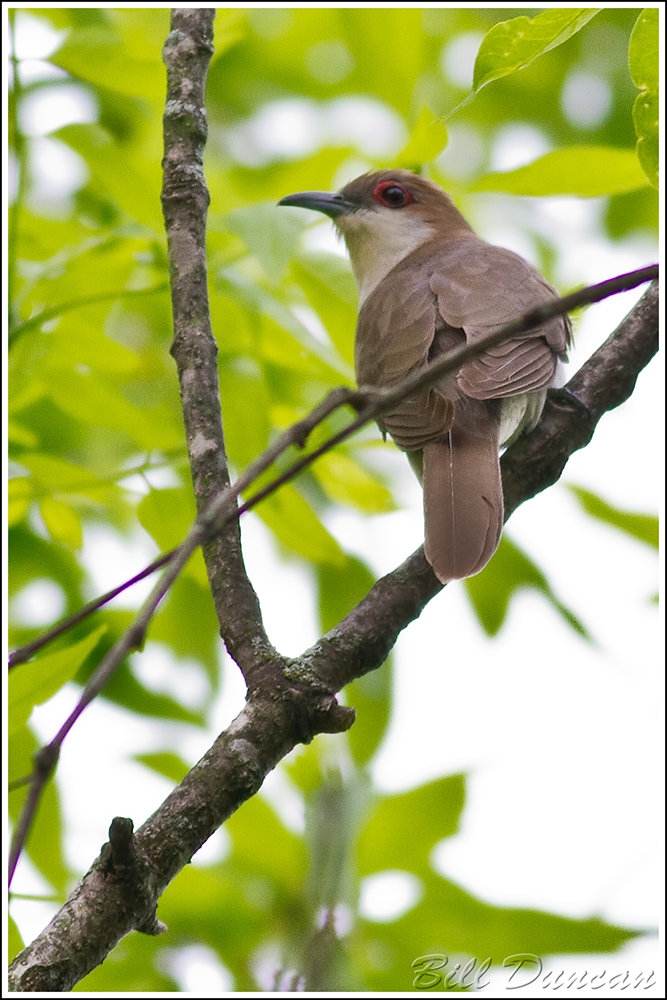 Species Spotlight Blackbilled Cuckoo A Thousand Acres of Silphiums