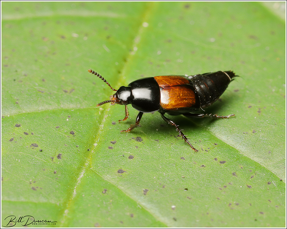 Tachinus fimbriatus (crablike rove beetle) A Thousand Acres of Silphiums