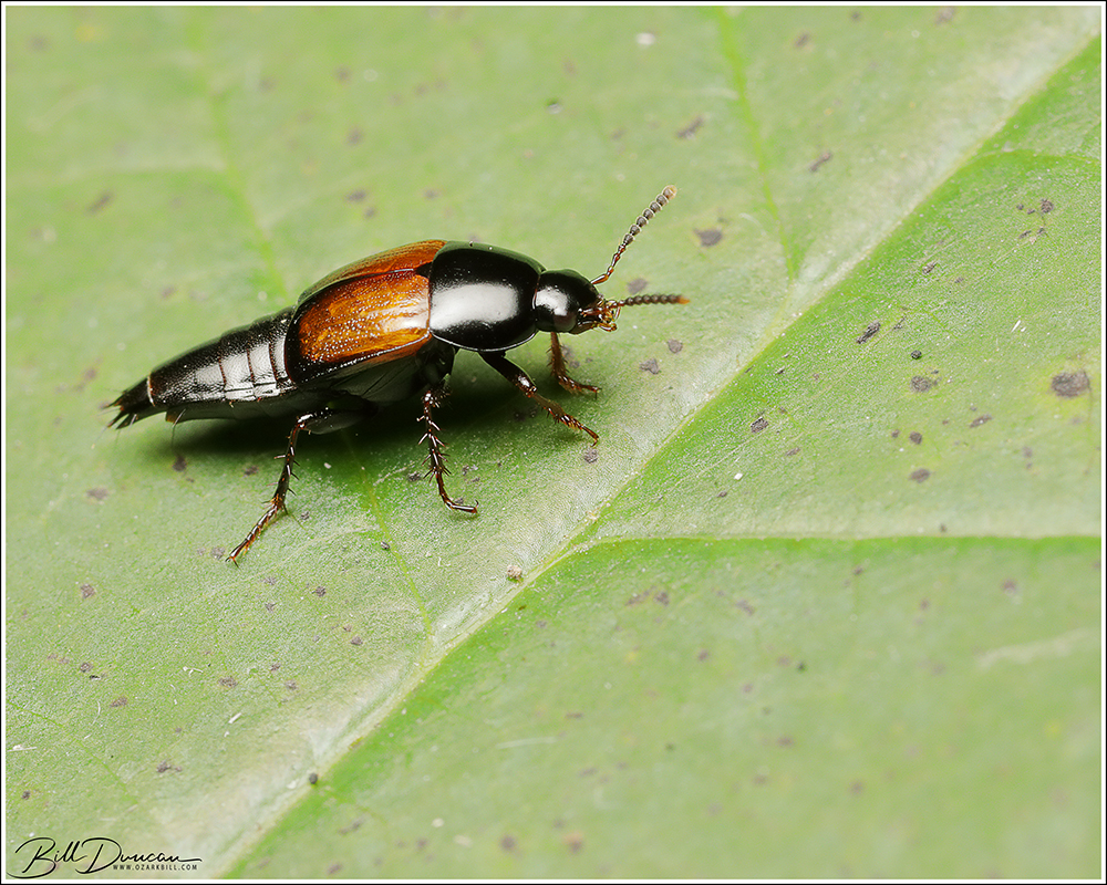 Tachinus fimbriatus (crablike rove beetle) A Thousand Acres of Silphiums