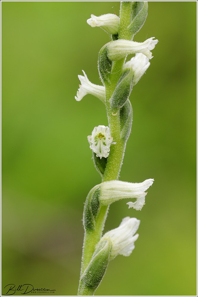 Spiranthes vernalis A Thousand Acres of Silphiums