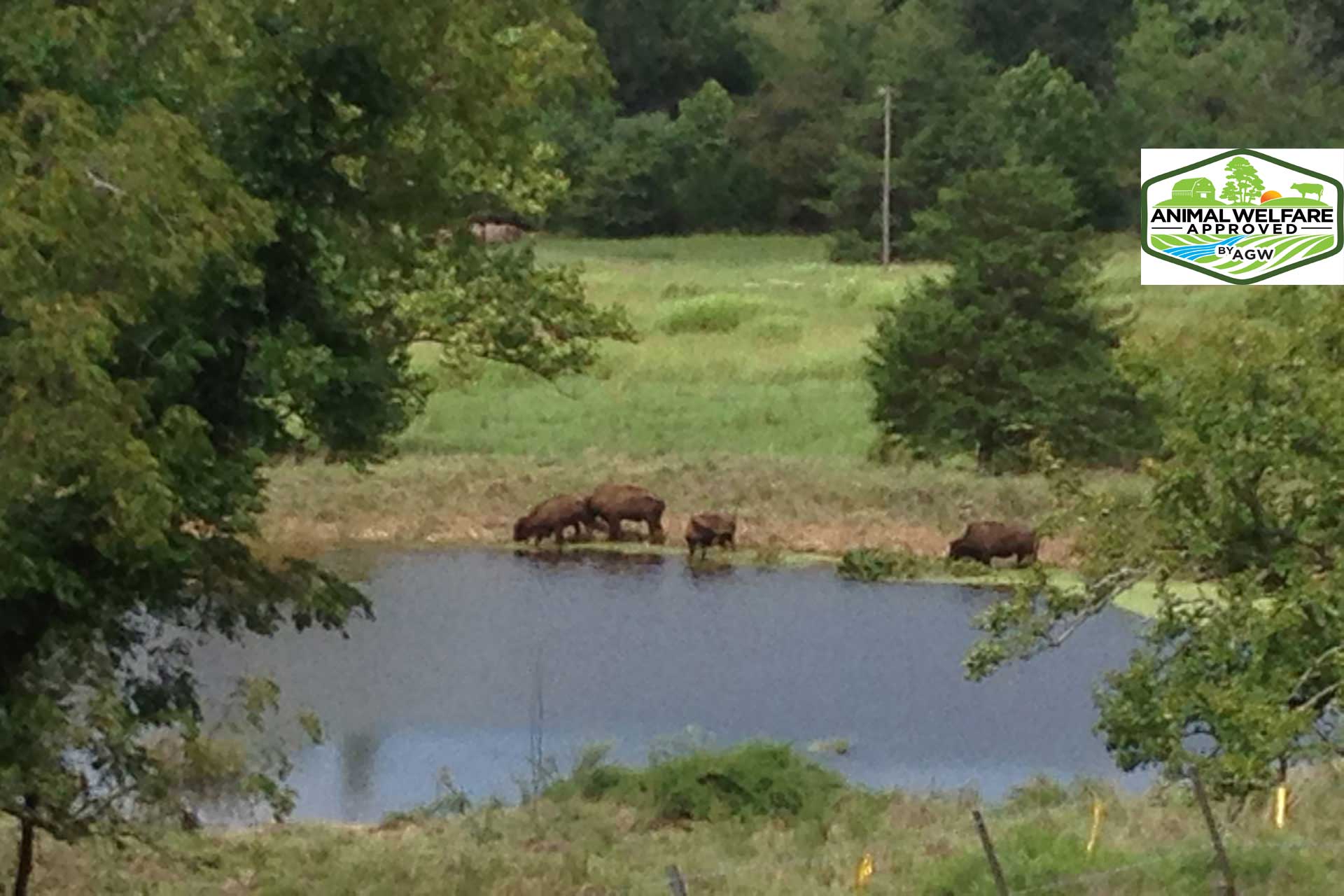 Ozark Valley Bison Farm, LLC, Fox, Arkansas AR