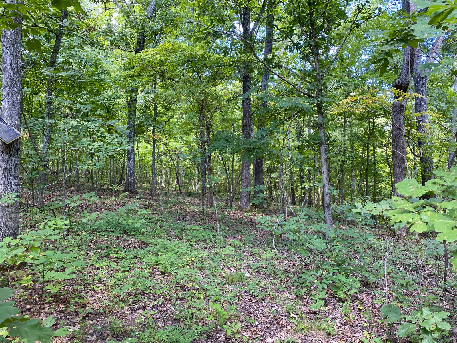 Clearwater Mountain Parcel A