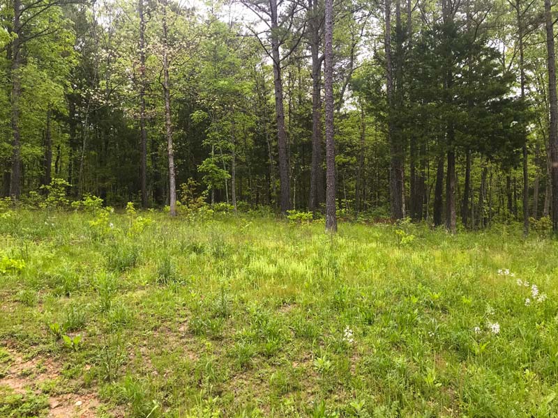 Mooney Branch Parcel I