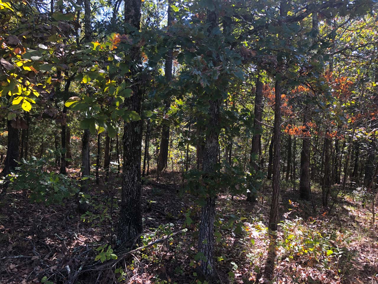 Mooney Branch Parcel K