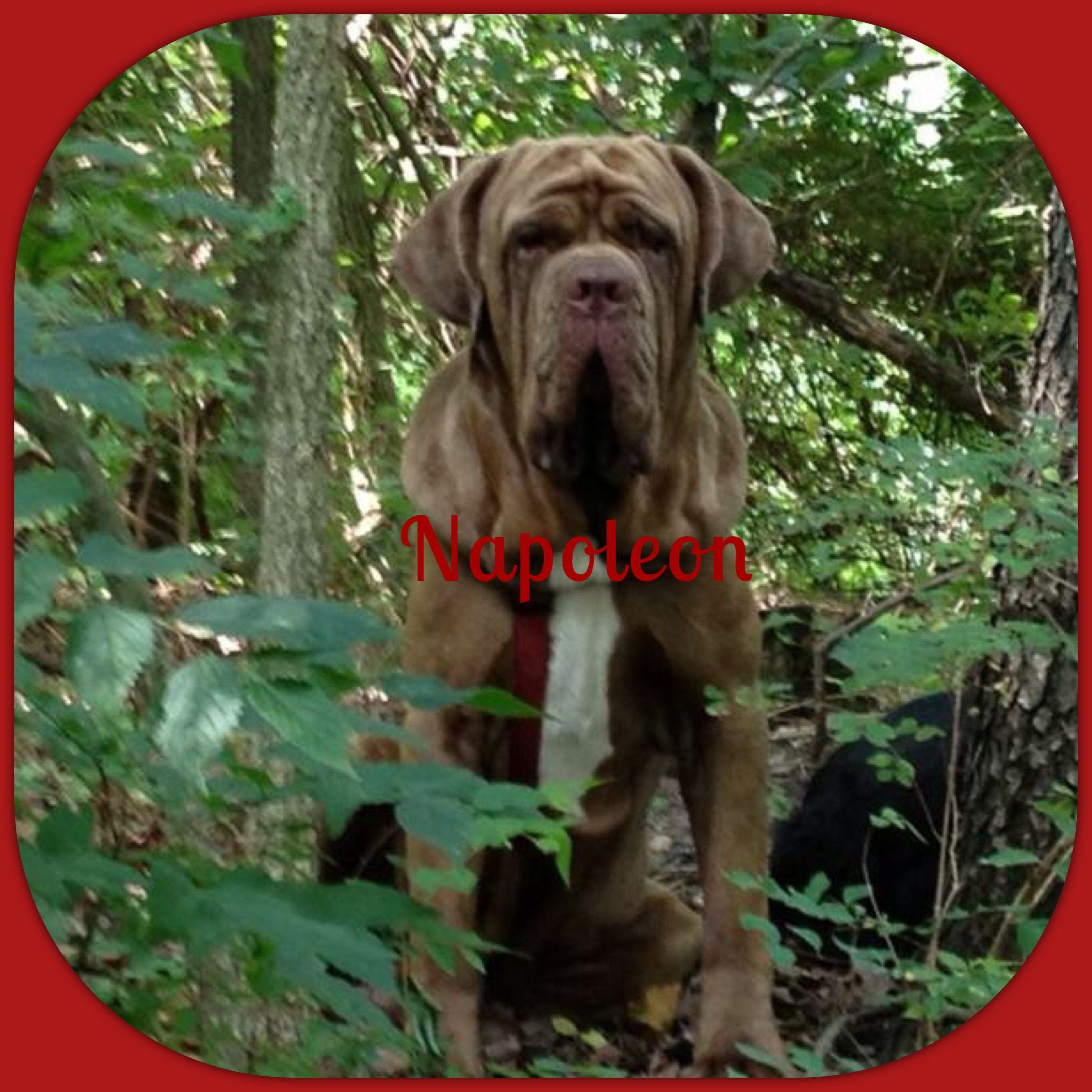 Meet our Dogs Ozark Valley Mastiffs