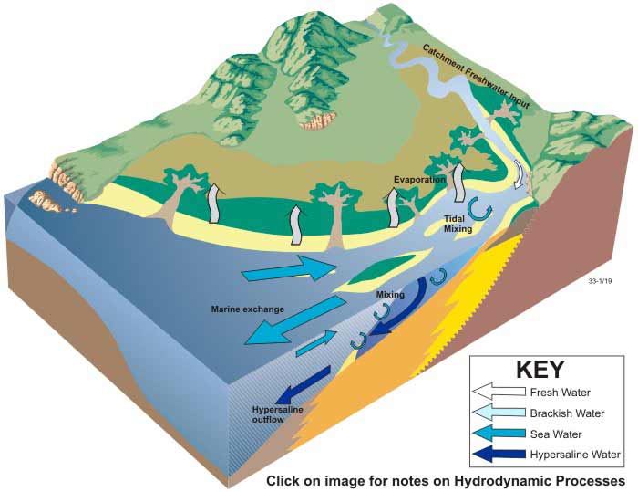 Tidedominated estuaries OzCoasts