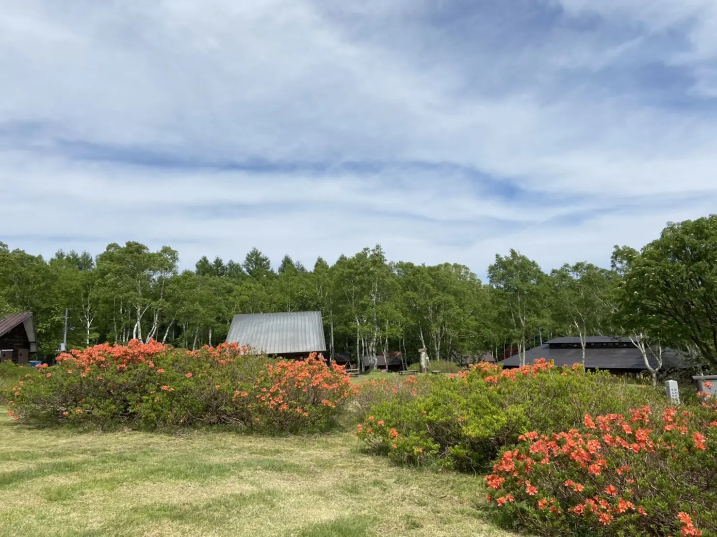 ほたか牧場キャンプ場のレンゲツツジが見頃です♬ かたしないろ｜片品村観光協会公式サイト