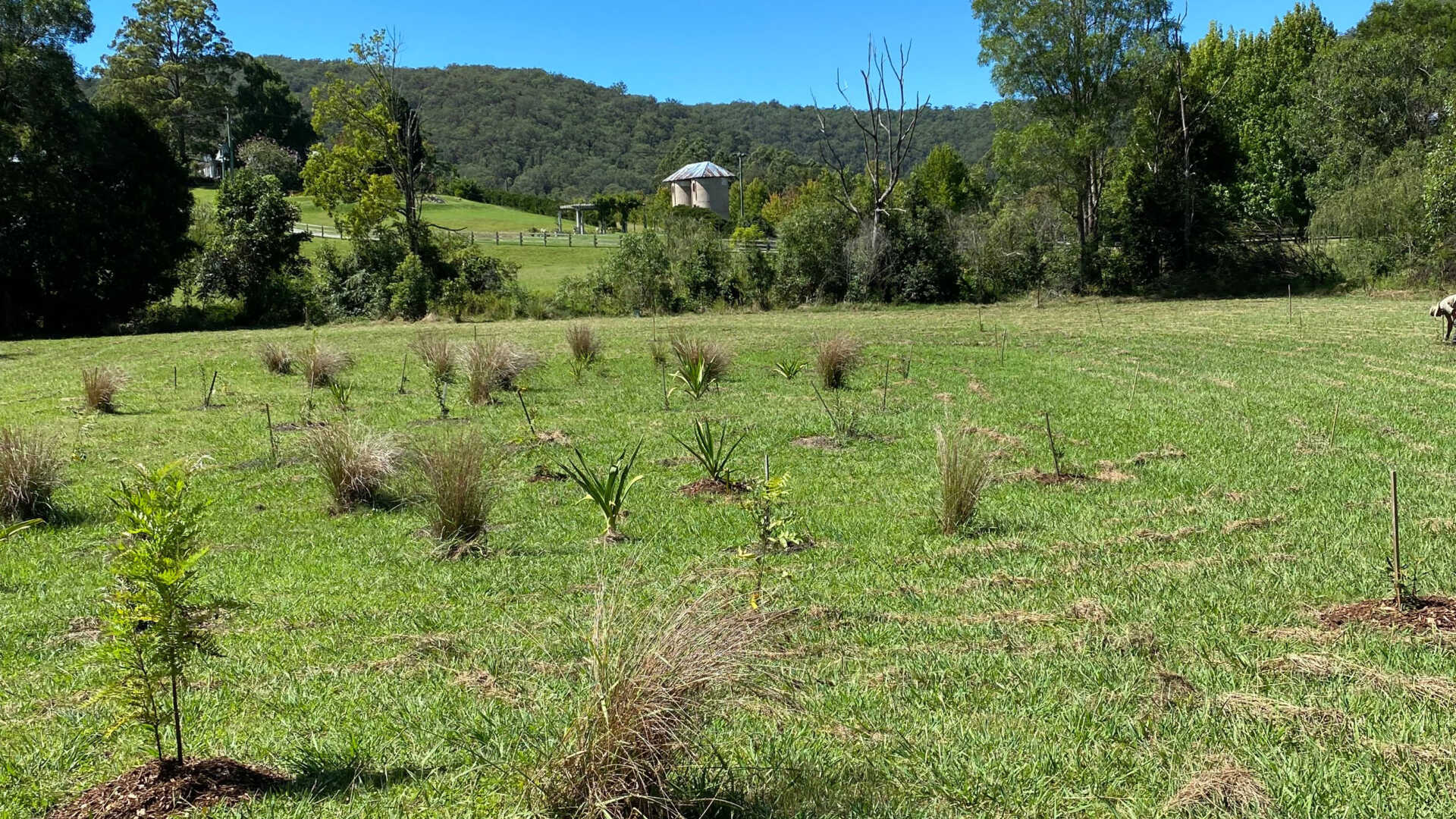 Cedar Brush Creek, NSW 2022 OzFish Unlimited