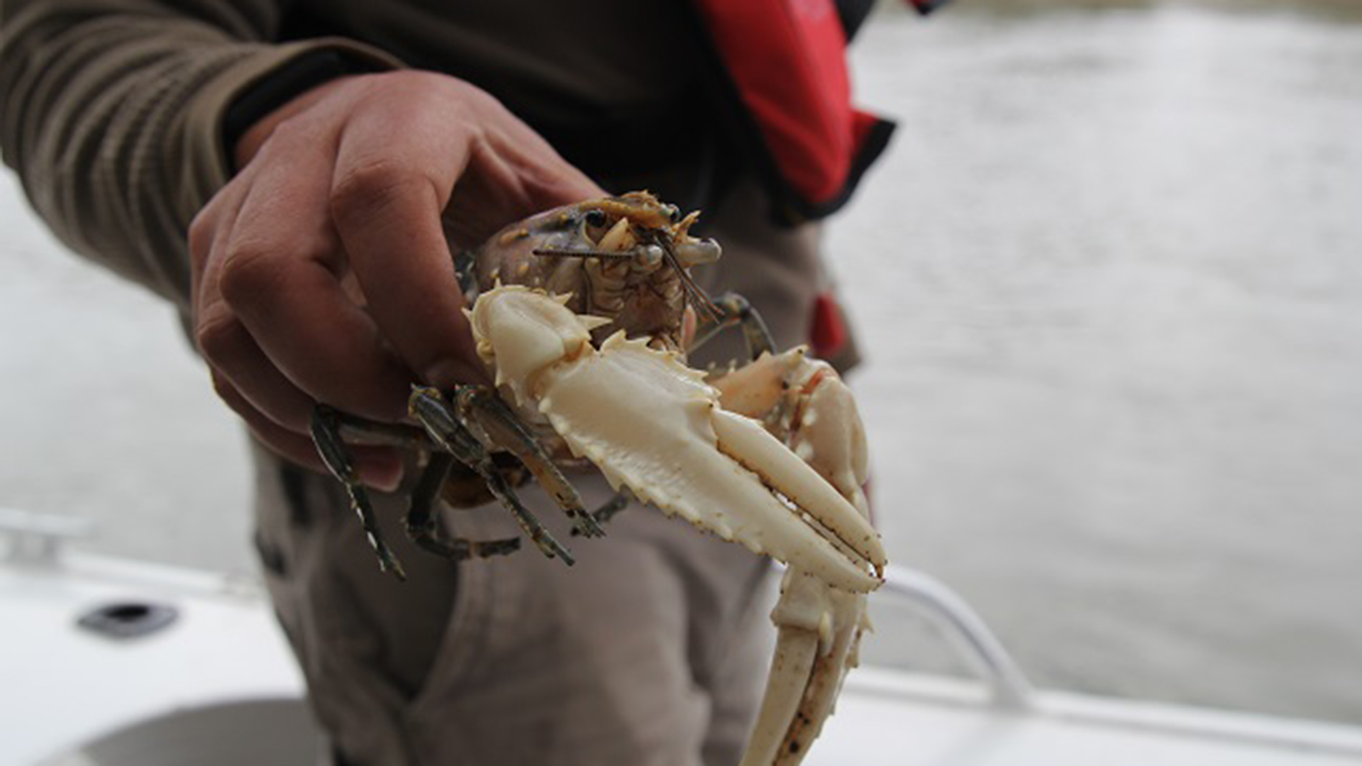 A First in 40 Years Murray Crayfish Released Back into South