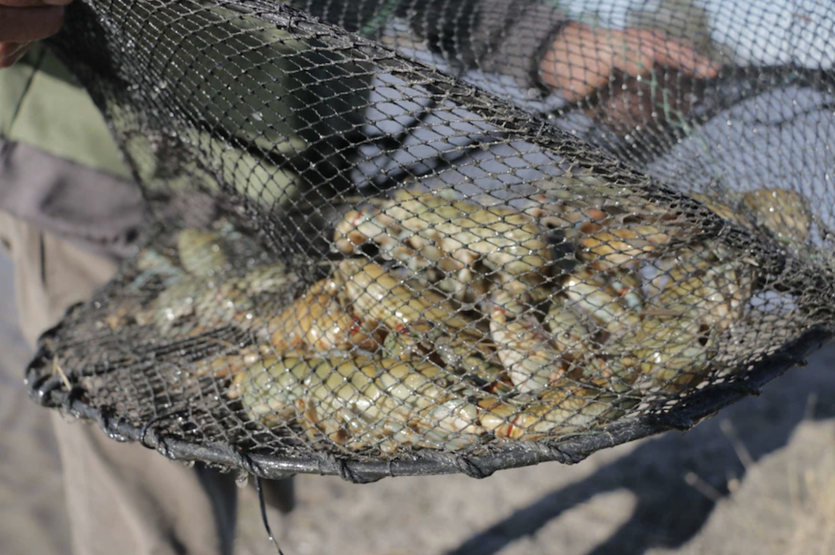 NSW Fishers encouraged to round up yabby traps to help restore fish