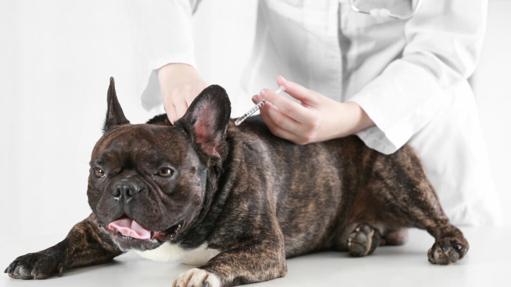 Lyme Disease in Dogs Symptoms, Treatment & Prevention