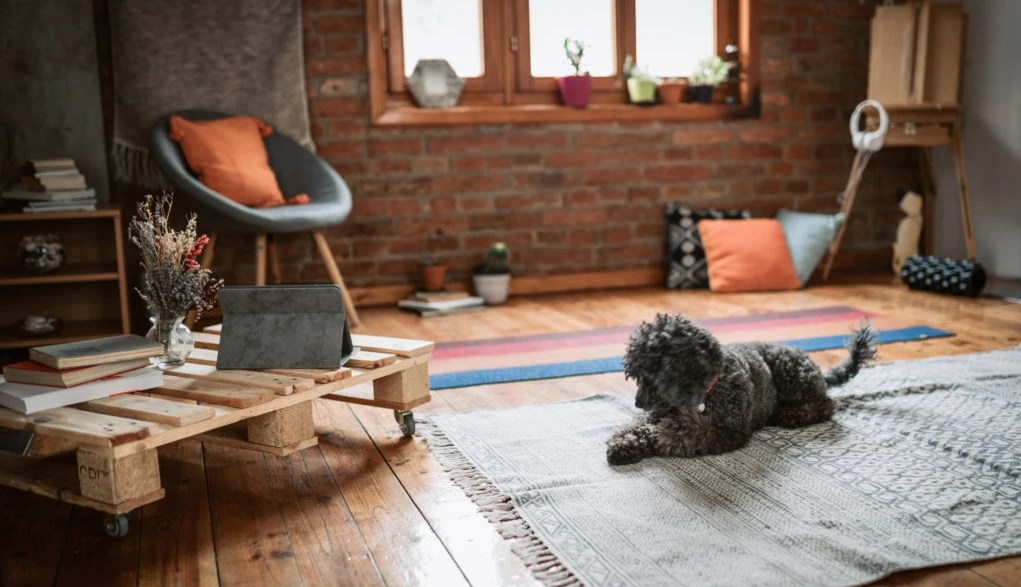 How to Remove Pet Odors and Bacteria