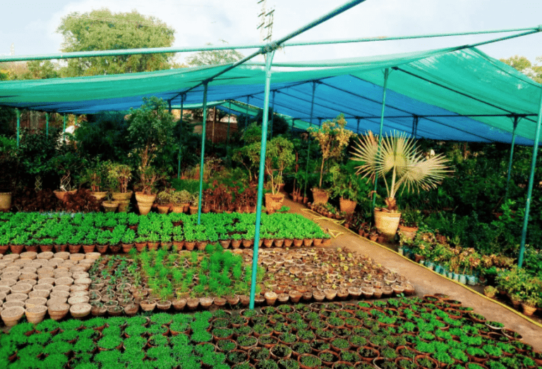 Ozone Treatment For Nursery