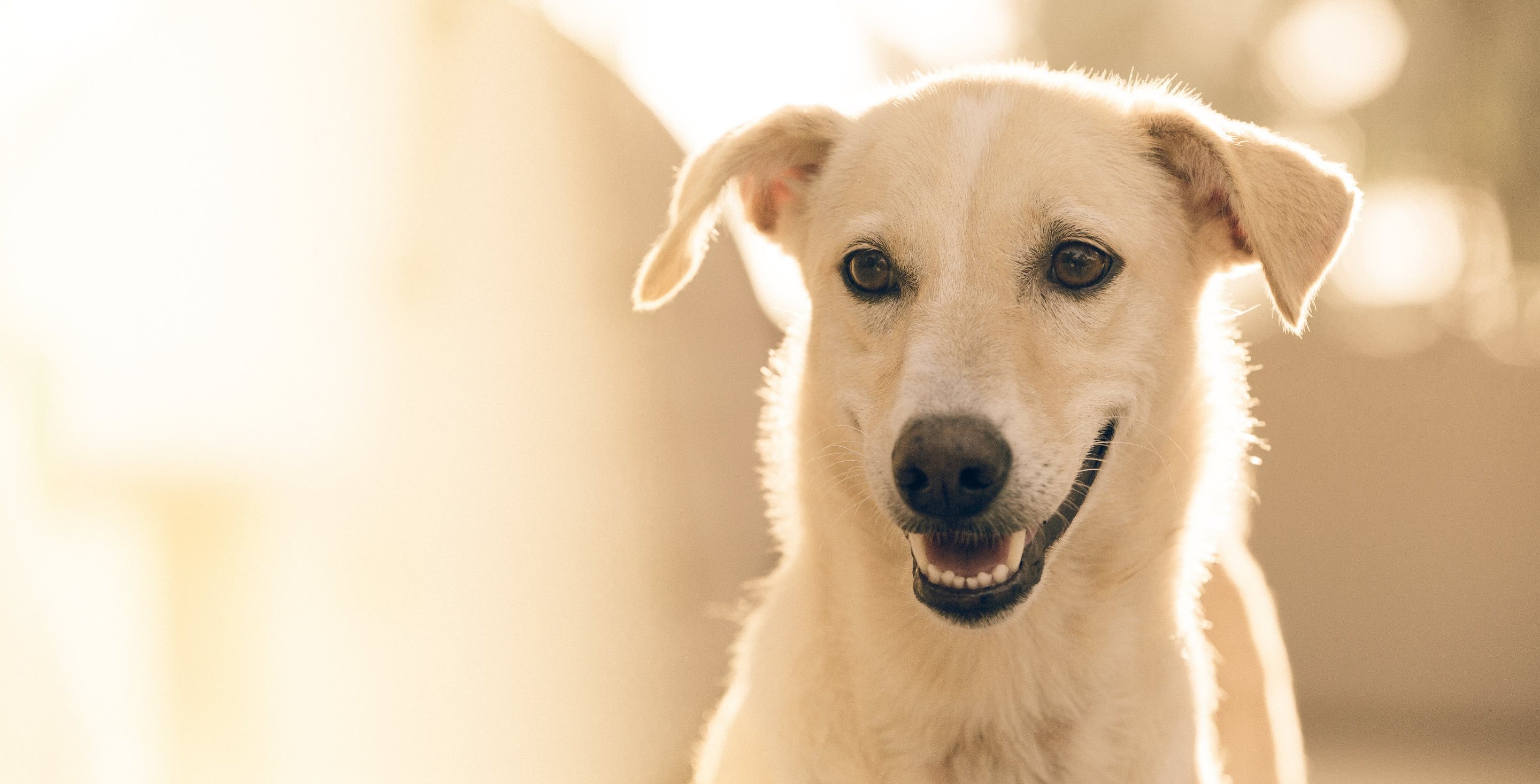 Melbourne Veterinary Science Open Day Part 1