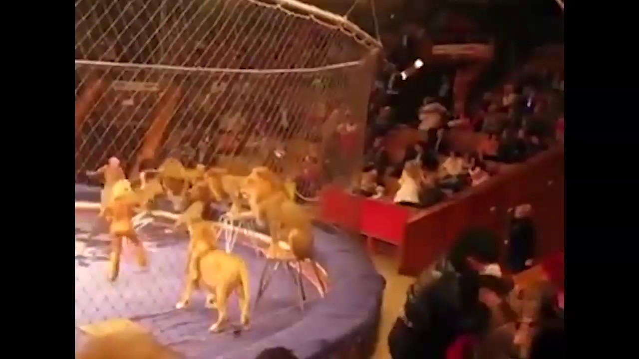 Ozzy Man Reviews When Animals Fight Back