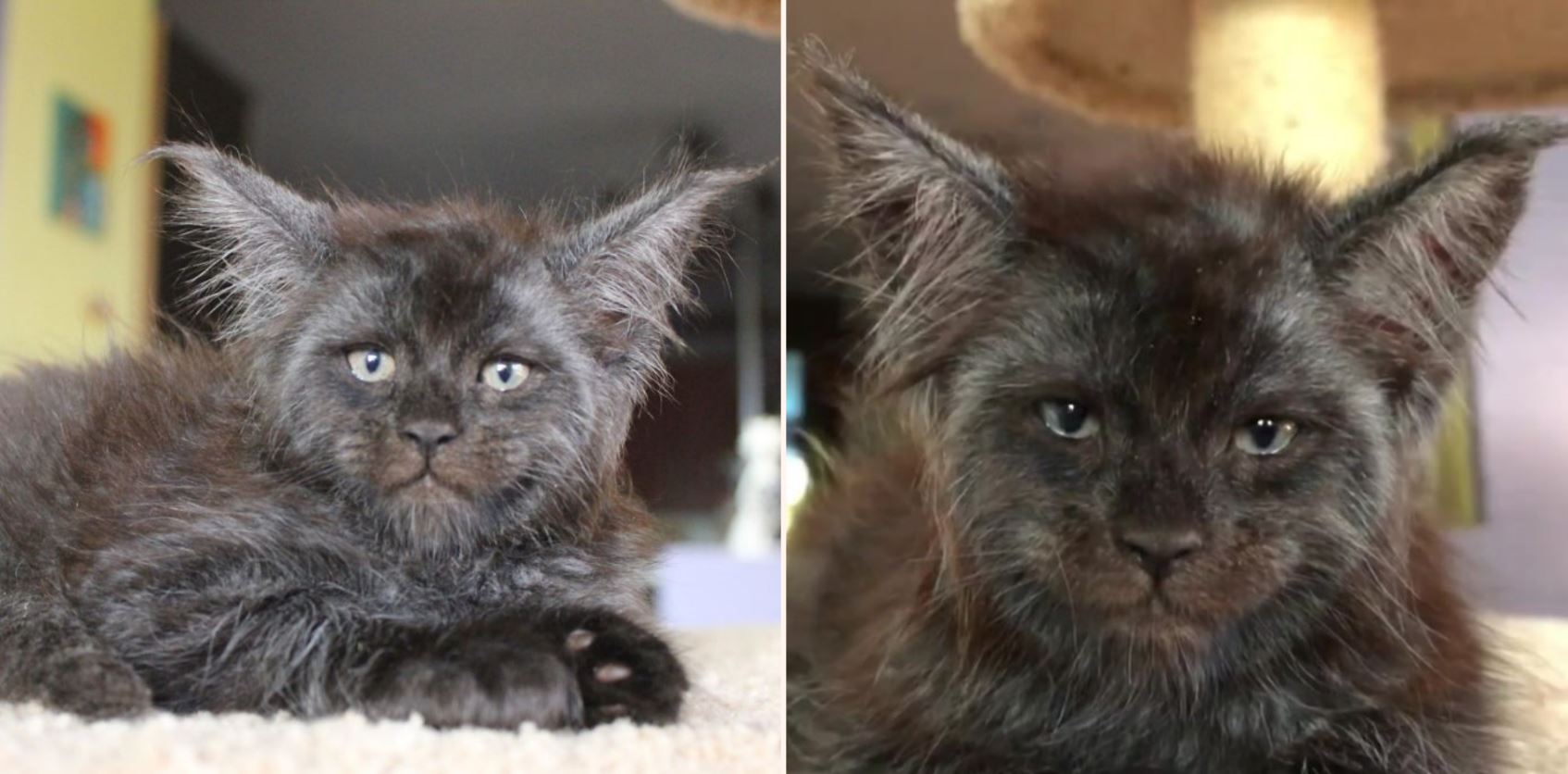 This cat with a humanlike face is going viral