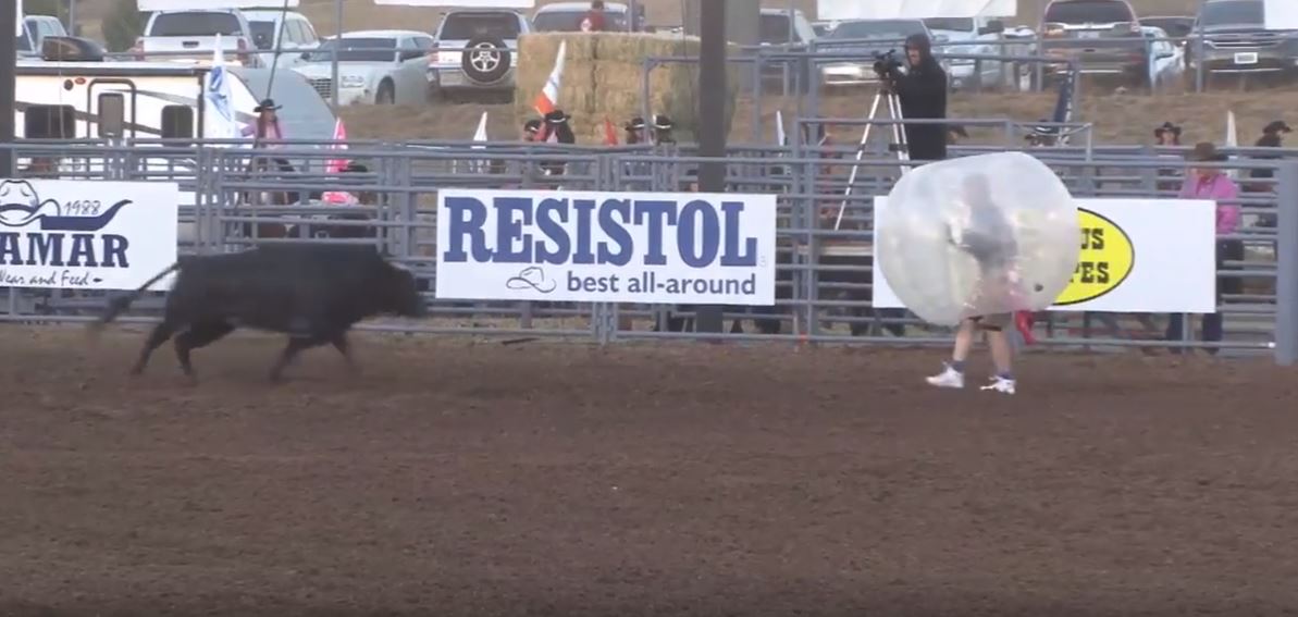People in zorb balls getting nailed by bulls is f*cken brilliant