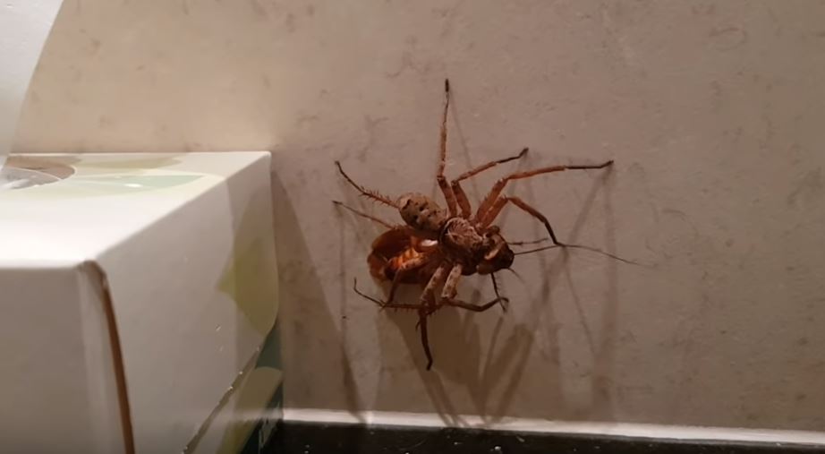 Aussie bloke lets spider take on cockroach after finding both in bathroom