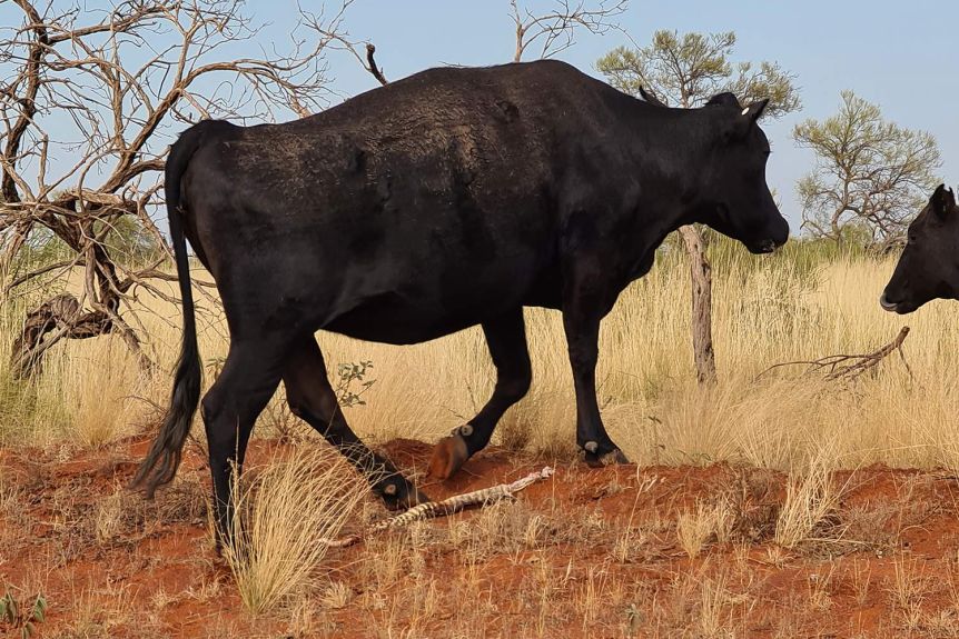 Cow caught casually eating snake in outback Australia