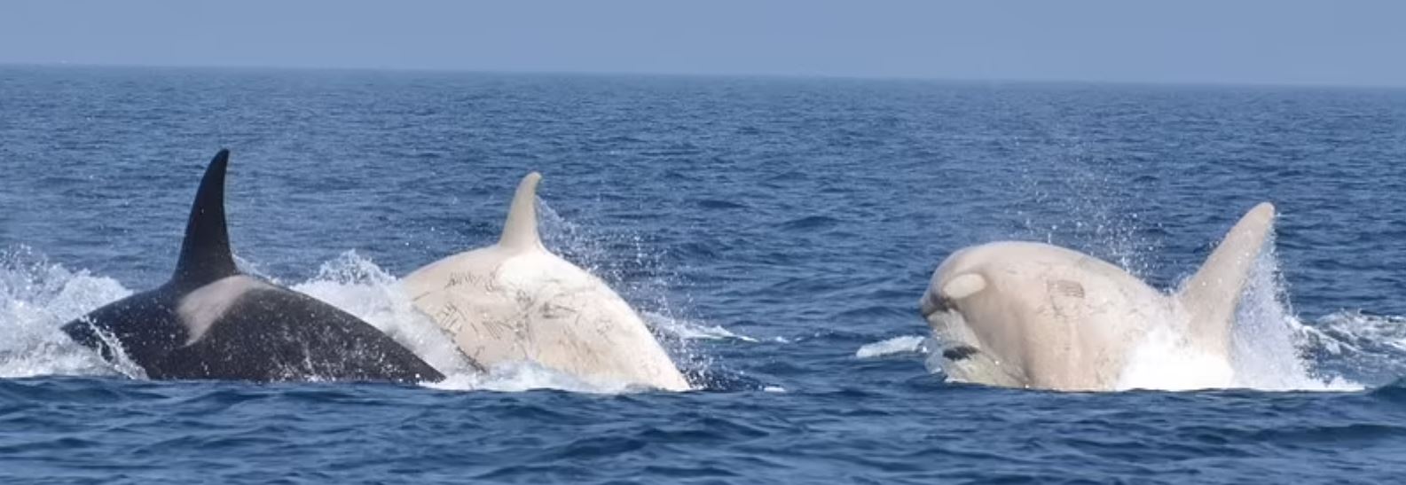 Two rare white orcas spotted off the coast of Japan