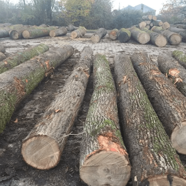 Buy Wholesale United States Top Selected Timbers Logs Suppliers Black